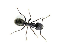 Control plagas hormigas en Barcelona