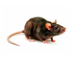 Control plagas ratones en Barcelona
